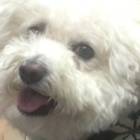 Fin (@finols) 's Twitter Profile