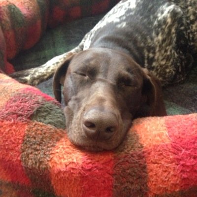 Mosslex Gundogs are a family run kennels based in Cwmbran South Wales.We have a passion for our dogs which include,Springer Spaniels,Labradors ,GSP'S and Vizlas