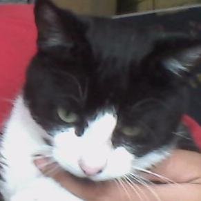 el_chumito's profile picture. 