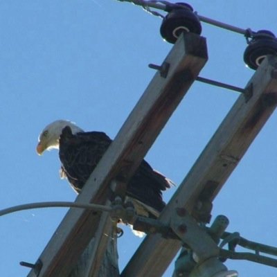 ZakBagans20's profile picture. Photographer (High Cloud Photography), Chef, Author, Long haired native spirit boy. #Thunderbird #Eagle
