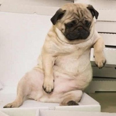 fat cute pug