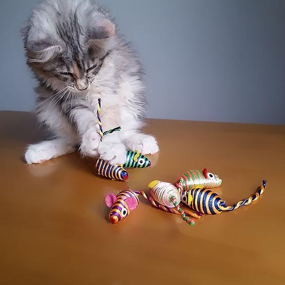 chatsperchesfr's profile picture. Vente en ligne d'accessoires pour chats, sélectionnés par des professionnels du monde félin.