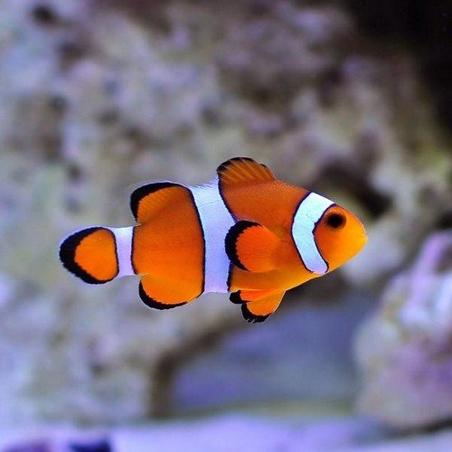 Aquarium sales, installation and maintenance. Complete aquarium service based in the north west. Custom built aquariums of all sizes.