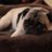 ilikepugdaily's profile image