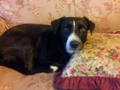 Against cruity to animals'
bullying or abuce of children/adults i lost a very good pal
sallydog (14yrs)RIP