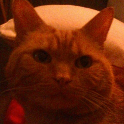 snaps_cat's profile picture. Hi. I'm a 9 year old dark ginger male tabby from west Sussex. I'm friendly and cute!!! My best friend is my human Haydn!