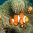 DragonAquarium's profile image
