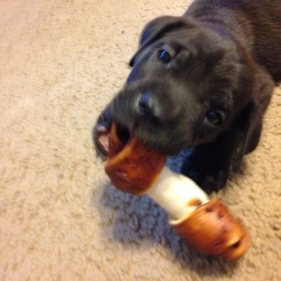 Jade2016000's profile picture. My fav color is purple i have 4pets (3 dogs 1 hamester i want to reach 1k followers