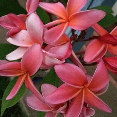 gardengirlcjp's profile picture. 