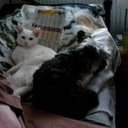 Petra Singh - @PetraSingh1 - Twitter