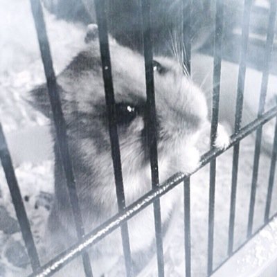 russian dwarf hamster, son of marco 🐹 been dead longer than I was alive, lurv bitches and getting fuckin crackered