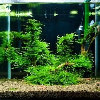 wiro_mosu's profile picture. アクアリウム初心者です！色々教えてください！ミナミヌマエビ\ウィローモス\モツゴ \水槽\フォロー歓迎