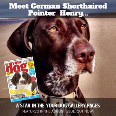 BillingeB's profile picture. Me @PSoderblom a 50-something & Mr Henry™, a #GSP born March 2010! Documenting our day with a photo or five! #Jenevarc #Pointer #itsadogslife