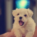 Carrie Dodd - @carrie_pamplin - Twitter