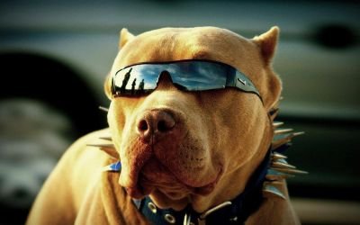 Threw the Bitcoin community we are sending $BTC donations to a different animal shelter each month. Our goal is to help animal shelters as well as bringing cryp