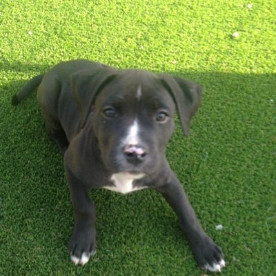 RealHellaBella's profile picture. 