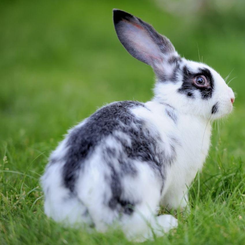 All things rabbit care related. Helping to promote the welfare and care of bunnies all over. We follow back as well