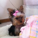 Glenna Ellis - @lolacupcake12 - Twitter