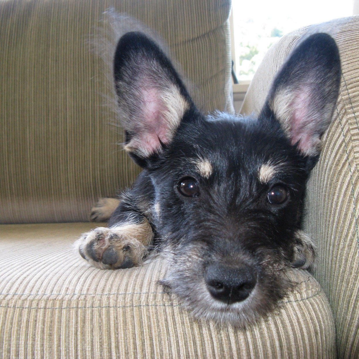I'm an thirteen-year-old mini-Schnauzer/Foxie cross. Woof.