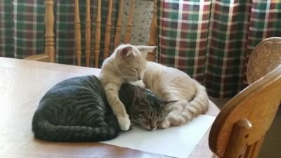 e4ea1533b6e04fe's profile picture. Just your average gamer... with exceptions.