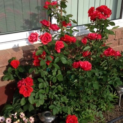 GattingerBrenda's profile picture. 