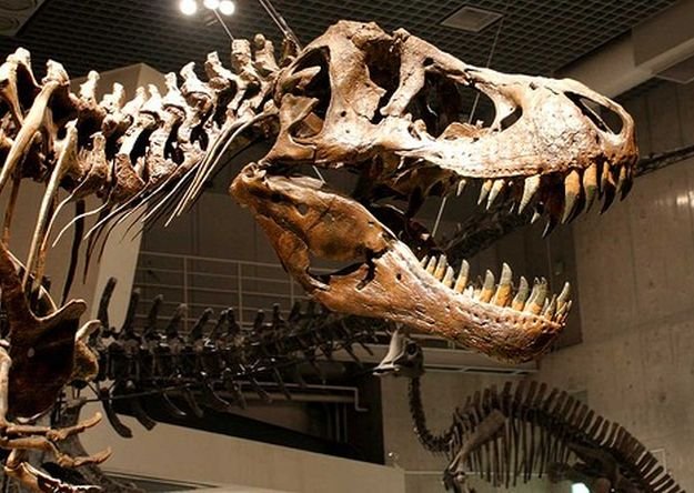 fosiles_dinos's profile picture. 