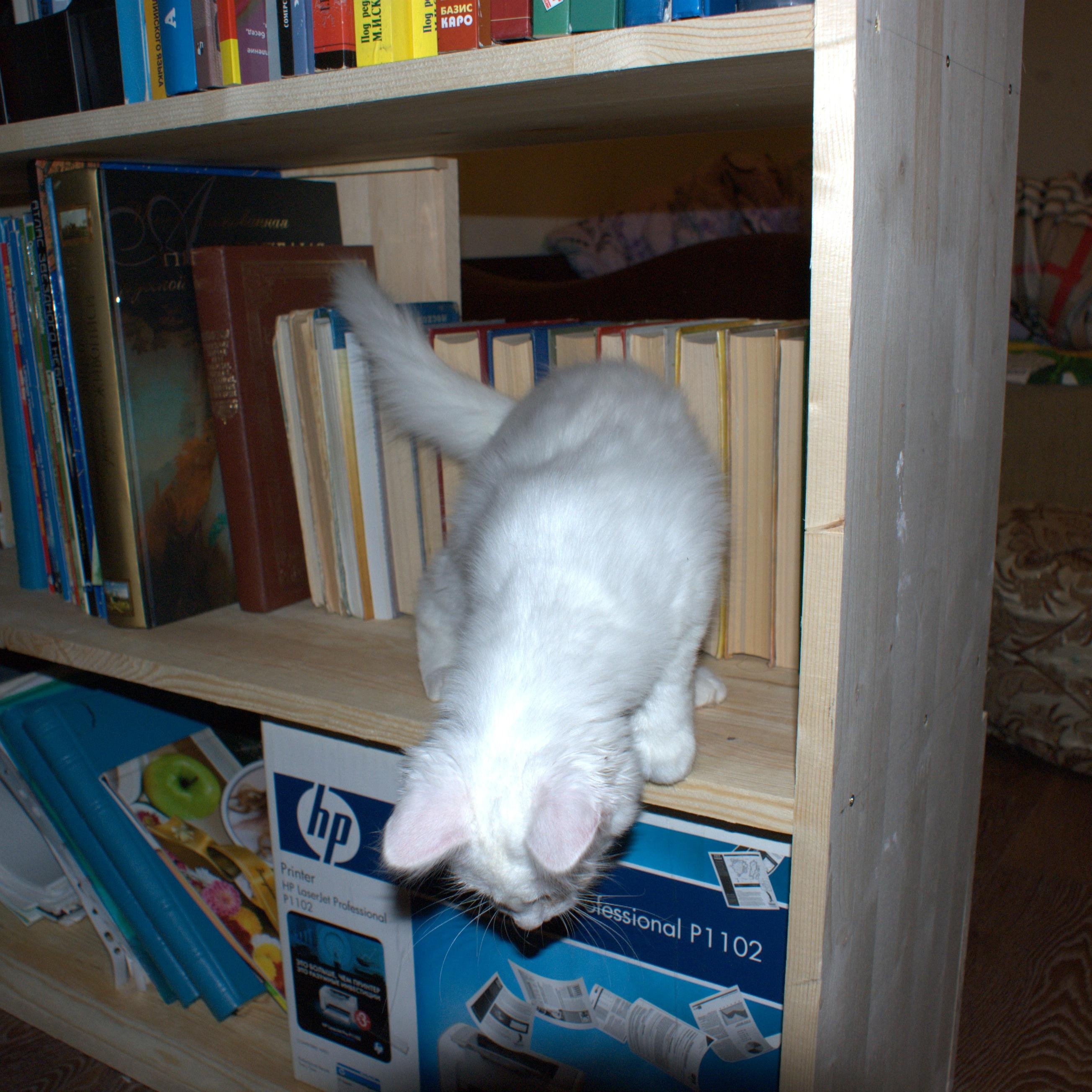 sml_cx's profile picture. Embedded software developer