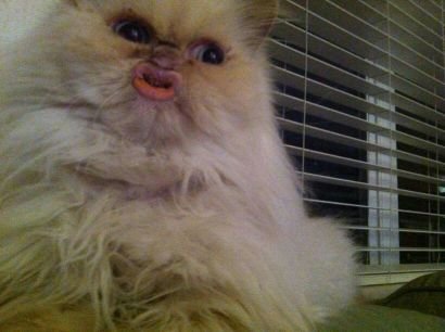 meow