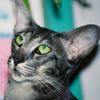 Cat From Nowhere (@kv8) 's Twitter Profile Photo Cat From Nowhere (@kv8) 's Twitter Profile Photo