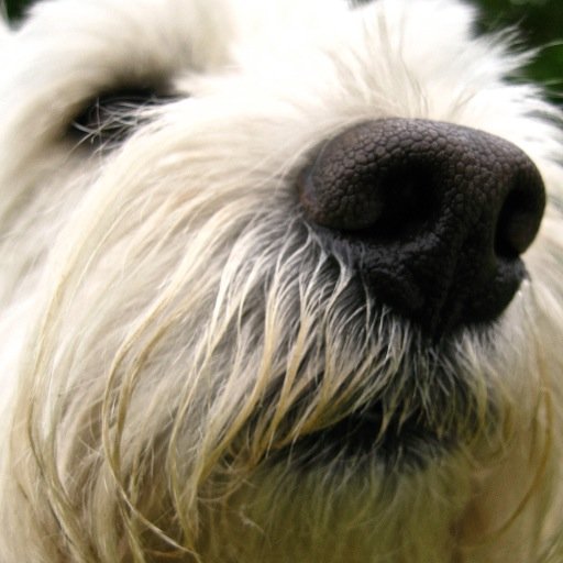 Whiskyboshbosh's profile picture. 