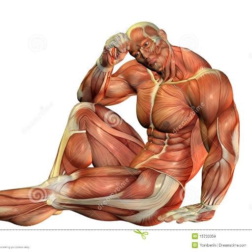 I love and like bodybuilding, weight loss exercises, muscle workouts, aerobics, fitness, gym workouts, body building programs and healthy lifestyle