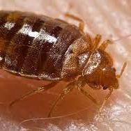 Time to get rid of bed bugs