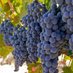DiscoverSonomaCoWine (@dscwine) Twitter profile photo DiscoverSonomaCoWine (@dscwine) Twitter profile photo