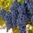 DSCWine's profile image