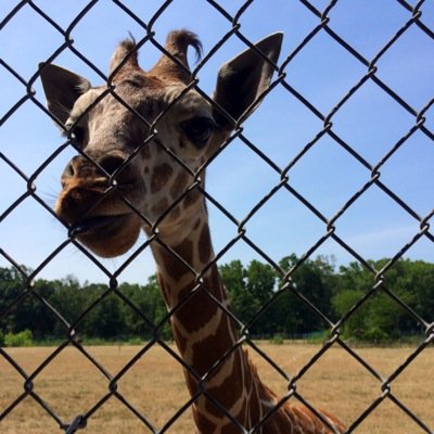 redridinghoodxo's profile picture. Dance like no one is watching