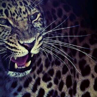 Kshoi1122's profile picture. 