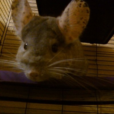 IAmChinchilling's profile picture. I'm in the rebelious teenager stage of my life