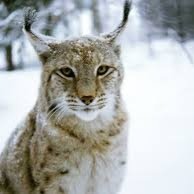 sexysnowtom's profile picture. names lee and im a streettom