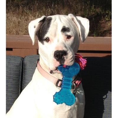 colsam0004's profile picture. NY➡️AZ -1994 Love my Son💙 & Daughter💜 😥Miss my Dad✝️-🏈Arizona Cardinals🏈 —🇺🇸Love America🇺🇸#2A #Patriot #KAG🇺🇸