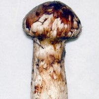 秋 (@h7dea7576df6mk) 's Twitter Profile