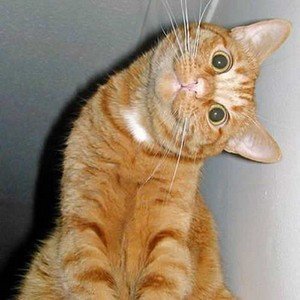 Droobilicious