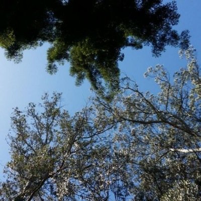 SwagLynch's profile picture. RT https://t.co/euM7OXFhxl PLEASE? ILYSM! :-)