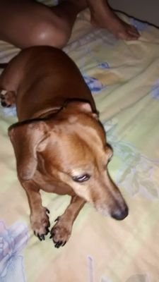 limalivia542's profile picture. 