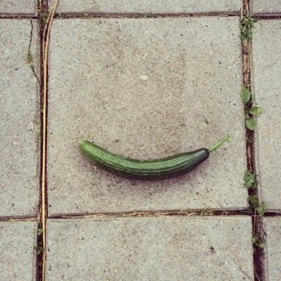 Brotherearth's profile picture. Broder Jord och Syster Sol ingick löfte 2012; att odla hellre än snyggt!! I zon 5. Odling kan va punk! Odling kan förändra världen!!! Gräv upp NU!!