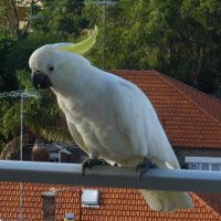 rant ant (@rantant) 's Twitter Profile