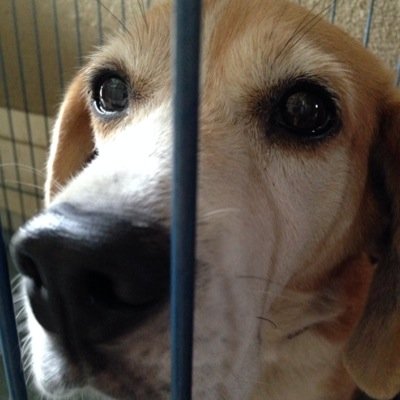 動物すき( ^ω^ )アニメもすき！ちいかわにはまってます！くりまんじゅうとシーサー推しです✨仲良くしてください♪