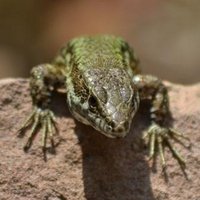 Stephen CJG (@fishing_steve) 's Twitter Profile