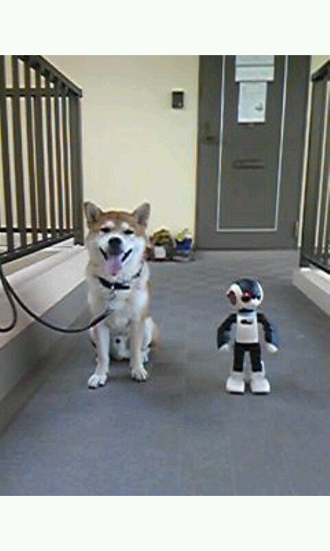 犬の皮を被った羊こと麦(2023.7.6他界)とその弟のロボット達、そして、ずぼら・・・おおらかな人の凸凹カルテット♪