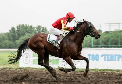 Breeding horses that win races.