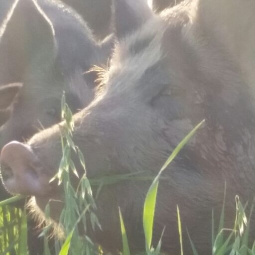 Farmer by birth, education, profession. Owner/Chief Shovel Operator at Rettland Farm, growing heritage pork and poultry on grass.